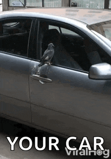 Bird Encounter GIF - Bird Encounter At The Door GIFs