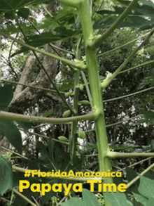 Papaya Floridaamazonica GIF - Papaya Floridaamazonica Florida GIFs