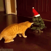 Christmas Tree Cat GIF