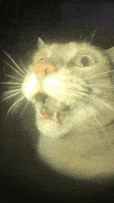 Silly Cat Cat Meme Face GIF - Silly Cat Cat Meme Face Cat Shocked GIFs