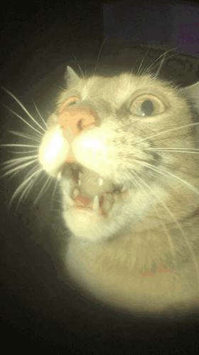 Stupid Pet Face on Tumblr - #cat meme