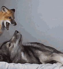 Foxwolf Play Time GIF