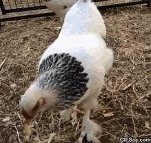 Chicken Chicken Pecking GIF - Chicken Chicken Pecking GIFs
