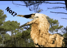 Velociraptor GIF - Velociraptor GIFs