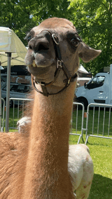 a llama wearing a bridle is standing in front of a coupez van