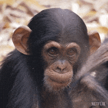 Staring At You Our Living World GIF - Staring At You Our Living World Looking At You GIFs