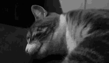 Hungry Feline GIF - Hungry Feline Cat GIFs
