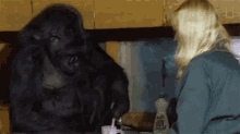 drinking koko watch koko the gorilla use sign language in this1981film world gorilla day sipping