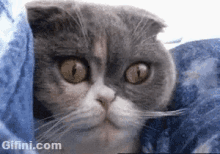 スコティッシュフォールド 猫ちゃん　にゃん GIF - Scottish Fold Cat Meow GIFs