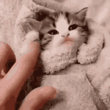 Cat Love GIF - Cat Love Sleep GIFs