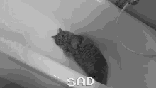 Sad Cat GIF - Sad Cat Crying In The Shower GIFs