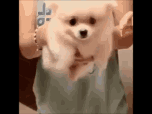 "Swimming" Dog GIF