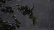 Chuva GIF - Raining Waterdrip Leaves GIFs