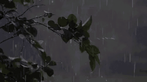 Chuva GIF - Chovendo Chuva Garoando - Discover & Share GIFs