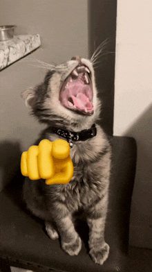 Cat Laughing GIF - Cat Laughing Cat GIFs