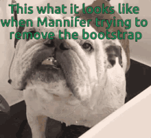 mannifer bootstrap remove looks like dog