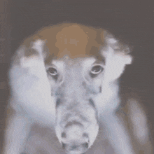 a close up of a dog 's face with a gray background