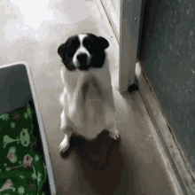 Ayso Dog GIF - Ayso Dog Attention GIFs