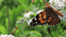 Butterfly Perhoinen GIF