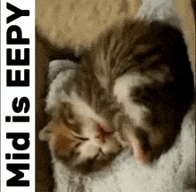 Mid Eepy Cat GIF - Mid Eepy Cat GIFs