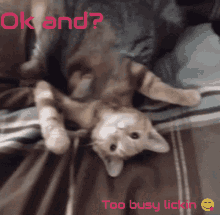 Ok And Meme GIF - Ok And Meme Cats GIFs