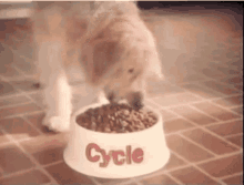 Circle Dog Food Commercial GIF - Circle Dog Food Dog Food Commercial GIFs