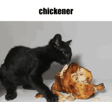 Chickener Cat GIF