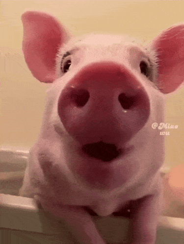 Pig Pig Funny GIF - Pig Pig Funny Pig Chewing GIFs