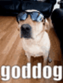 Goddog Cool GIF - Goddog Cool Shades On GIFs