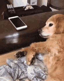 Enough Dont Touch GIF - Enough Dont Touch Dog GIFs