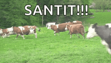 a herd of cows running in a grassy field with the words santit written on the bottom