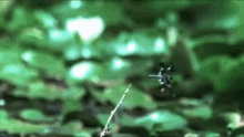 Frog Funny GIF - Frog Funny Miss GIFs