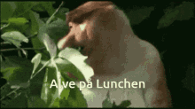 a close up of a monkey eating leaves with the words alve på lunchen written on the bottom