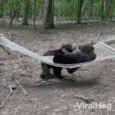 Two Bears Fight For A Hammock Viralhog GIF - Two Bears Fight For A Hammock Bear Viralhog GIFs