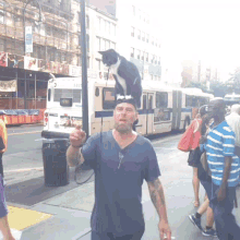 Cat Angry GIF - Cat Angry On Head GIFs