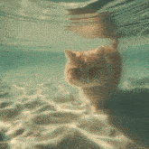 a cat is swimming underwater in the sand
