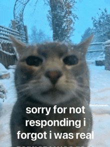 a cat with the words sorry for not responding i forgot i was real on it