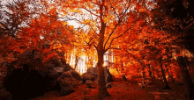 Autumn Fall GIF - Autumn Fall GIFs
