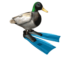 a mallard duck is wearing blue flippers on its feet