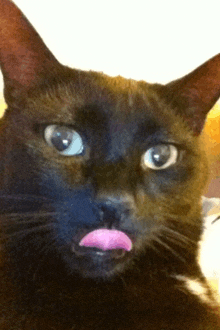 a close up of a black cat with its tongue sticking out