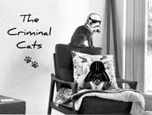 a black and white photo of a cat on a chair with the words " the criminal cats " written on the wall behind it