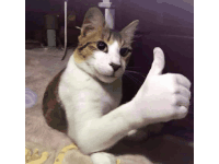 a cat is giving a thumbs up sign while sitting on a bed .