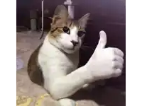 a cat is giving a thumbs up sign while sitting on a bed .