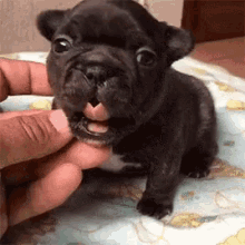 Puppy Cute GIF - Puppy Cute Little GIFs