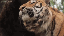 Ferocious Predators Need Love Too GIF - Tiger Bear Love GIFs
