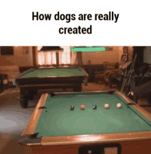 a pool table with the words " how dogs are really created " on the bottom
