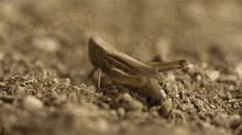 Grasshopper Jumping Veritasium GIF
