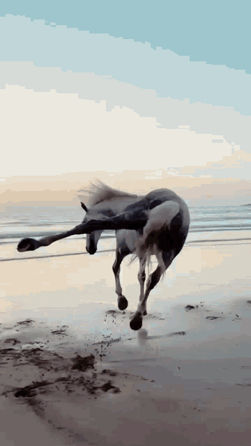 Horse GIF - Horse - Discover & Share GIFs