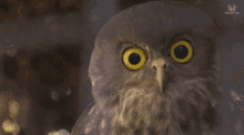 Owl Surprise GIF - Owl Surprise GIFs