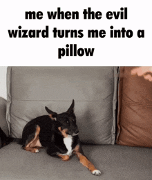 a dog laying on a couch with a caption that says me when the evil wizard turns me into a